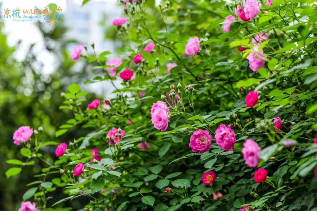 (“闲不住”蔷薇花节盛大开启) 图片